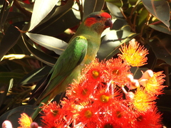 Glossopsitta concinna