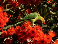 Glossopsitta concinna