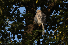 Accipiter badius