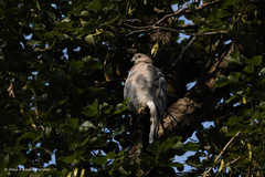 Accipiter badius