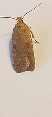 Agonopterix subpropinquella