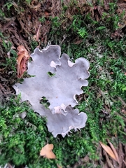 Peltigera horizontalis