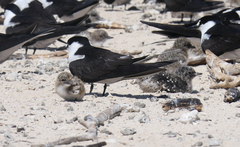 Onychoprion fuscatus