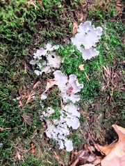 Peltigera horizontalis