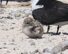 Onychoprion fuscatus