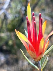 Lambertia formosa