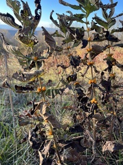 Triosteum perfoliatum