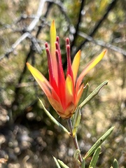Lambertia formosa