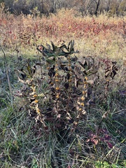 Triosteum perfoliatum