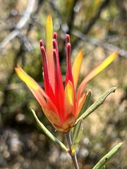 Lambertia formosa