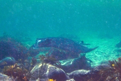 Myliobatis tenuicaudatus