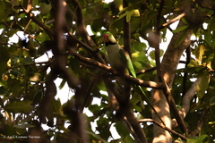 Psittacula eupatria