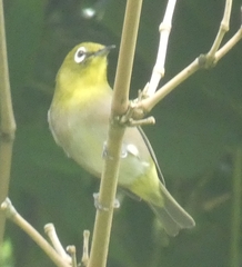 Zosterops japonicus