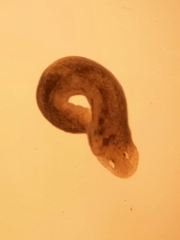 Dugesiidae