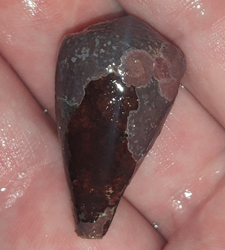 Conus rattus observed 2022-10-26