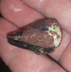 Conus rattus