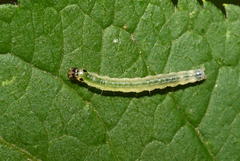 Anania hortulata
