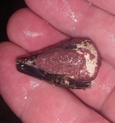 Conus rattus