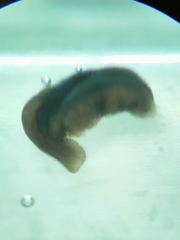Polycelis nigra