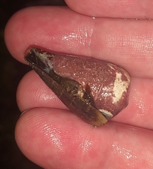 Conus rattus