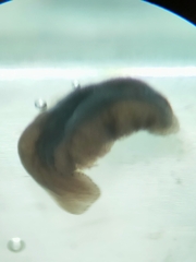 Polycelis nigra