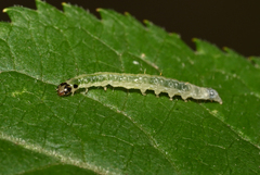 Anania hortulata