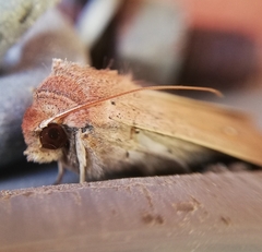 Mythimna convecta