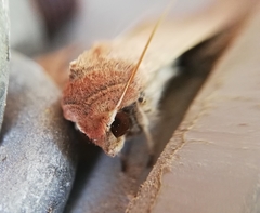 Mythimna convecta