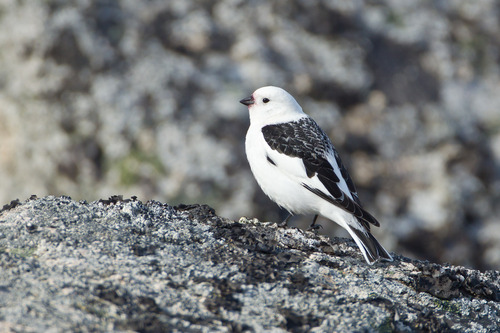 Snow Bunting