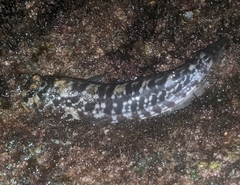 Blenniidae