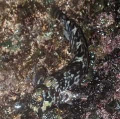 Blenniidae