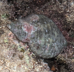 Muricidae