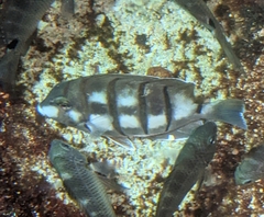 Acanthurus triostegus