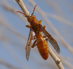 Polistes wattii