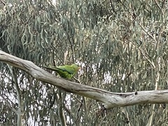 Polytelis swainsonii