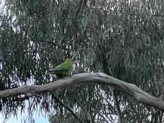 Polytelis swainsonii