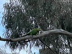 Polytelis swainsonii