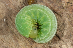 Tenthredopsis friesei