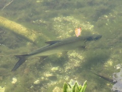 Megalops atlanticus