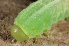 Tenthredopsis friesei