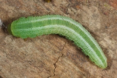 Tenthredopsis friesei