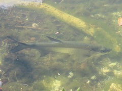 Megalops atlanticus
