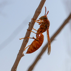 Polistes wattii
