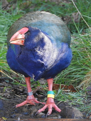 Porphyrio hochstetteri