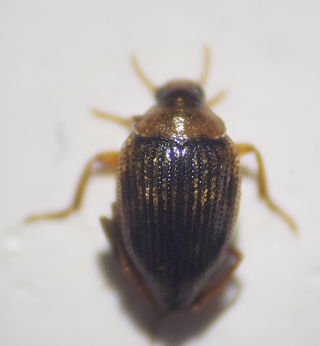 Haliplus heydeni