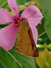 Cephrenes trichopepla