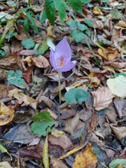 Crocus banaticus