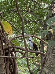 Garrulax leucolophus