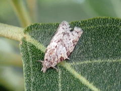 Isotenes miserana
