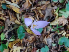 Crocus banaticus